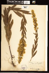 Solidago speciosa var. speciosa image