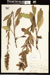 Solidago speciosa var. speciosa image