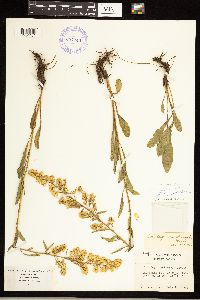 Solidago speciosa var. speciosa image