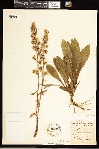 Solidago speciosa var. speciosa image