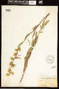 Solidago speciosa var. speciosa image