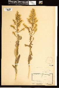 Solidago speciosa var. speciosa image