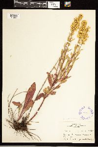 thumbnail image of current specimen