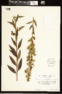 Solidago speciosa var. speciosa image