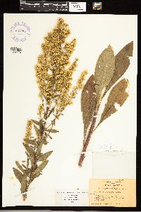 Solidago speciosa var. speciosa image