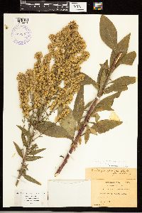 Solidago speciosa var. speciosa image