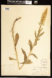 Solidago speciosa var. speciosa image
