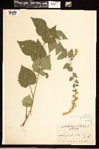 Solidago sphacelata image