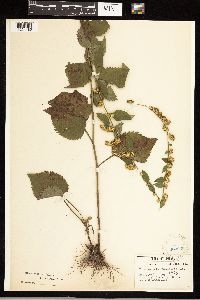 Solidago sphacelata image