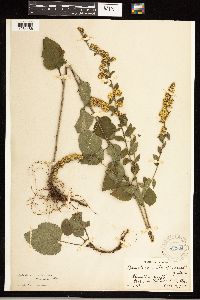 Solidago sphacelata image