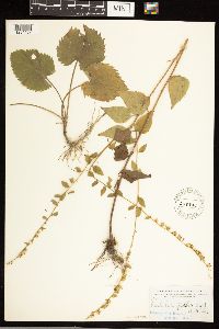 Solidago sphacelata image