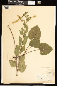 Solidago sphacelata image