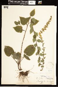 Solidago sphacelata image