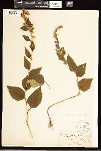 Solidago sphacelata image