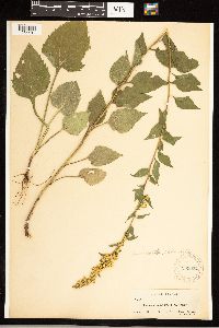 Solidago sphacelata image