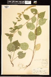 Solidago sphacelata image