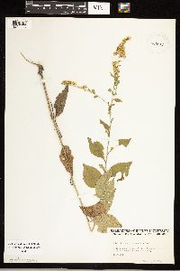 Solidago sphacelata image