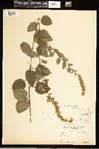 Solidago sphacelata image