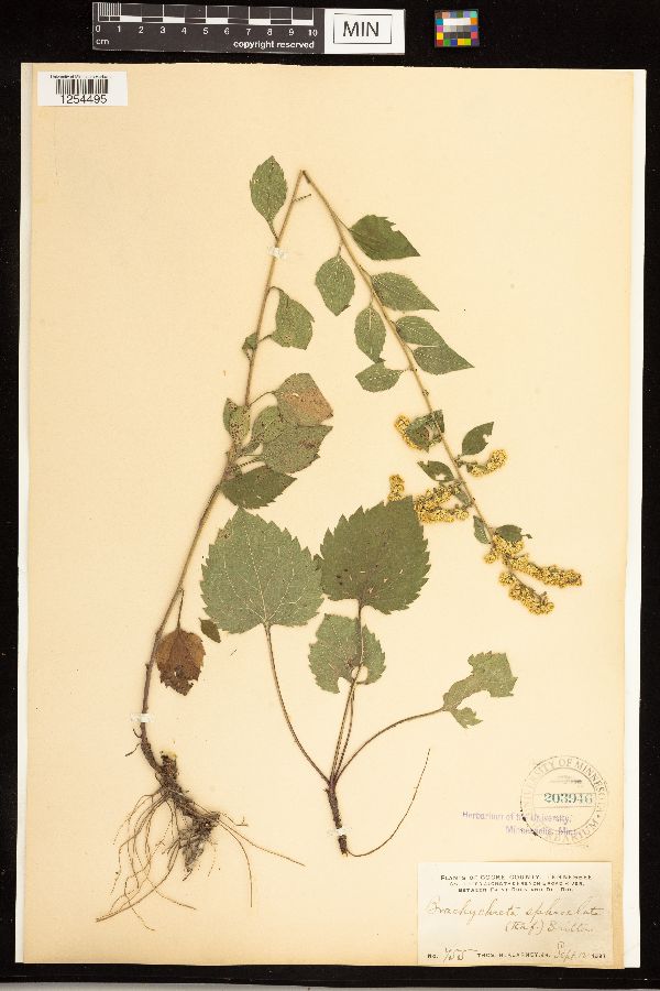 Solidago sphacelata image