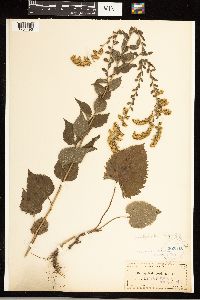 Solidago sphacelata image