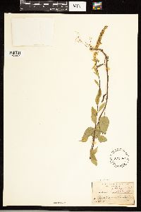 Solidago sphacelata image