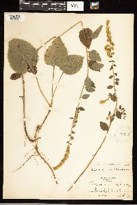 Solidago sphacelata image