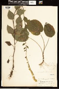 Solidago sphacelata image