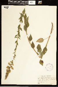 Solidago sphacelata image