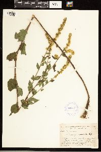 Solidago sphacelata image