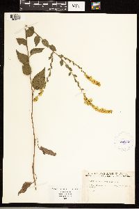 Solidago sphacelata image