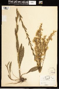 Solidago stricta image