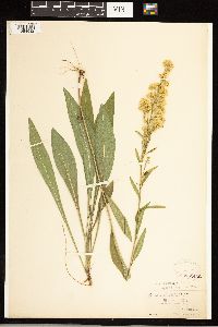 Solidago uliginosa image