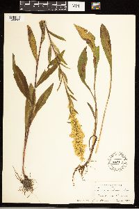 Solidago uliginosa image