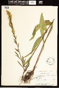 Solidago uliginosa image