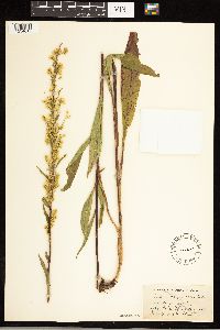Solidago uliginosa image