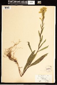 Solidago uliginosa image