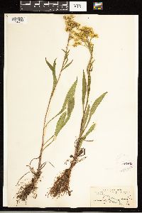 Solidago uliginosa image