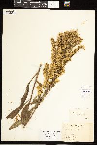 Solidago uliginosa image