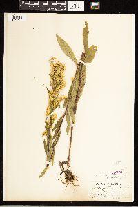Solidago uliginosa image