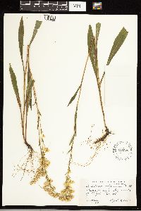 Solidago uliginosa image