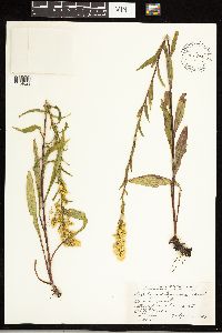 Solidago uliginosa image