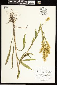 Solidago uliginosa image