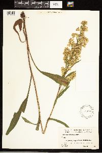 Solidago uliginosa image