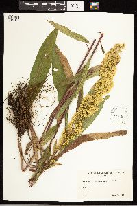 Solidago uliginosa image