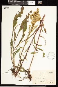 Solidago uliginosa image