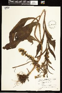 Solidago uliginosa image