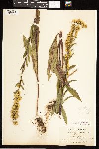 Solidago uliginosa image
