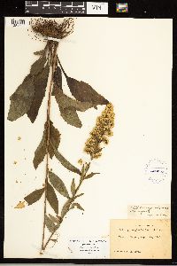 Solidago uliginosa image