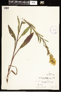 Solidago uliginosa image