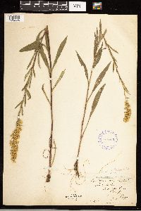 Solidago uliginosa image